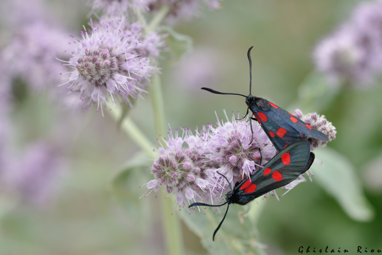 Zygaena lonicerae accouplement, 22 juillet 2022, Gavarnie-Gèdre 65 &copy; Ghislain Riou