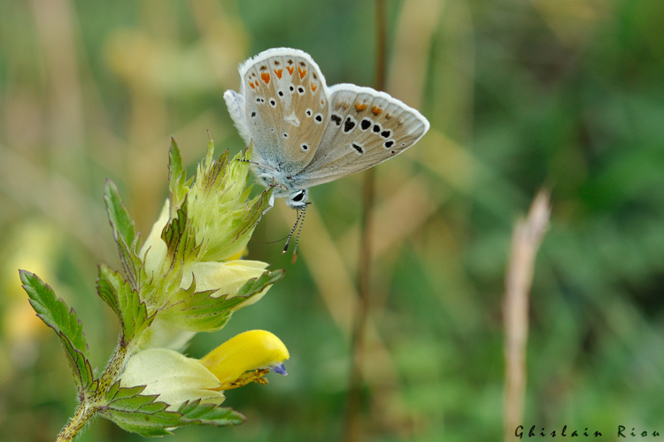 Polyommatus dorylas mâle, 23 juillet 2022, Gavarnie-Gèdre 65 &copy; Ghislain Riou