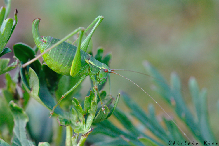Barbitistes serricauda fem, 22 juillet 2022, Gavarnie-Gèdre 65 &copy; Ghislain Riou