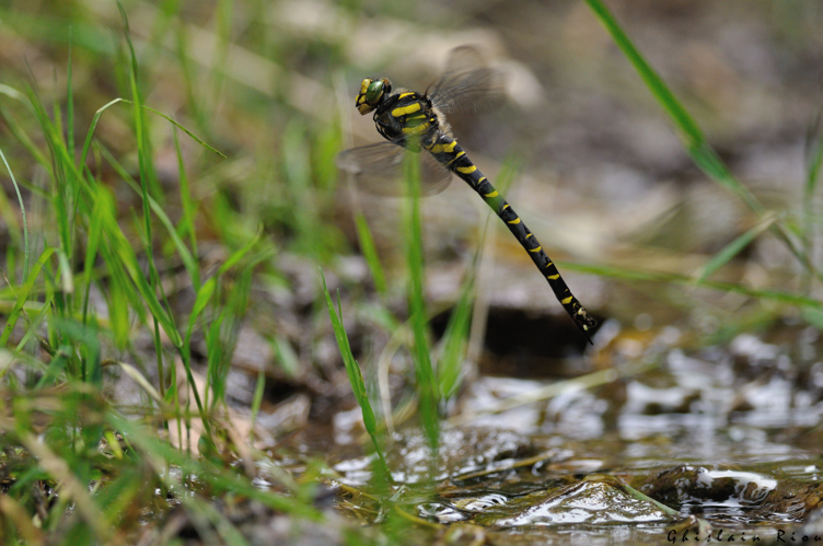 Cordulegaster boltonii, 20 juillet 2022, Milhas 31 &copy; Ghislain Riou