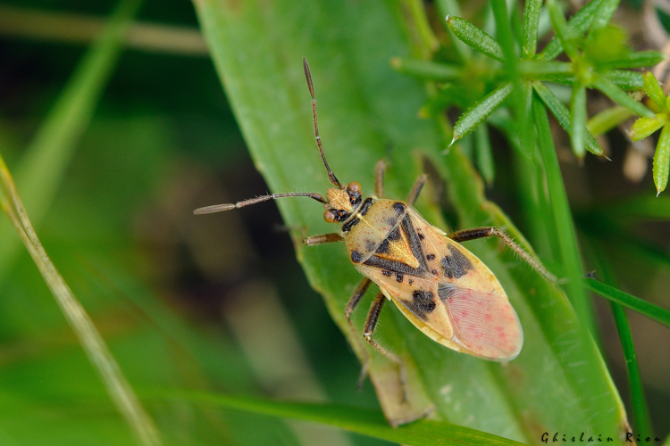 Corizus hyoscyami venant de muer, 17 août 2022, Gèdre-Gavarnie 65. &copy; Ghislain Riou