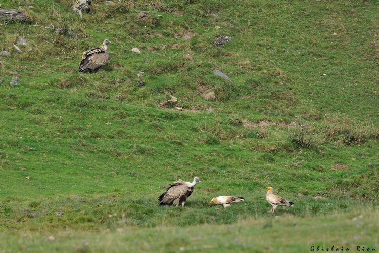 couple de Vautour percnoptère avec deux v. fauves, 16 août 2022, Gèdre-Gavarnie 65. &copy; Ghislain Riou