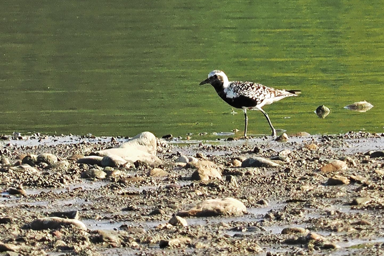 Pluvier argenté ad, 30 août 2022, Poucharramet 31 &copy; Jean-Philippe Thelliez