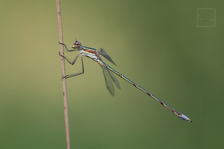 Lestes virens ♂ (Montgaillard, Htes-Pyrénées, 15/07/2022) &copy; Gilles Pottier