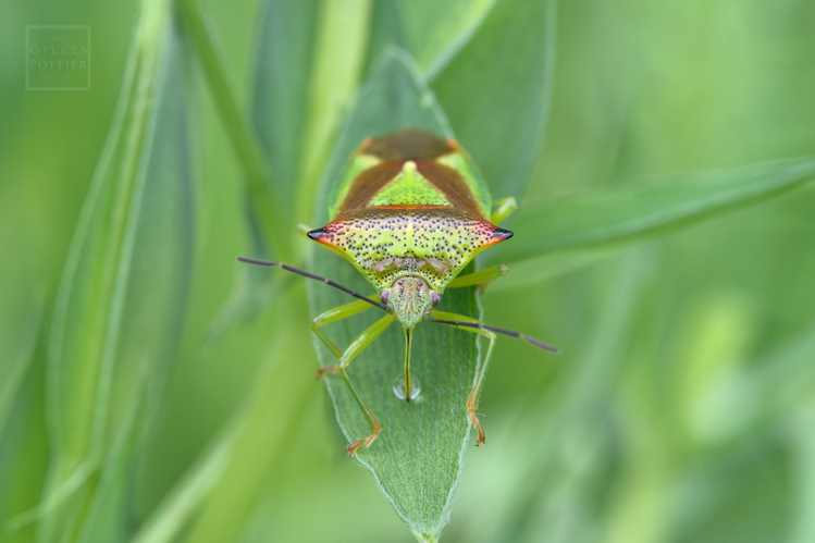 Acanthosoma haemorrhoidale (Montgaillard, Htes-Pyrénées, 30/04/2022) &copy; Gilles Pottier