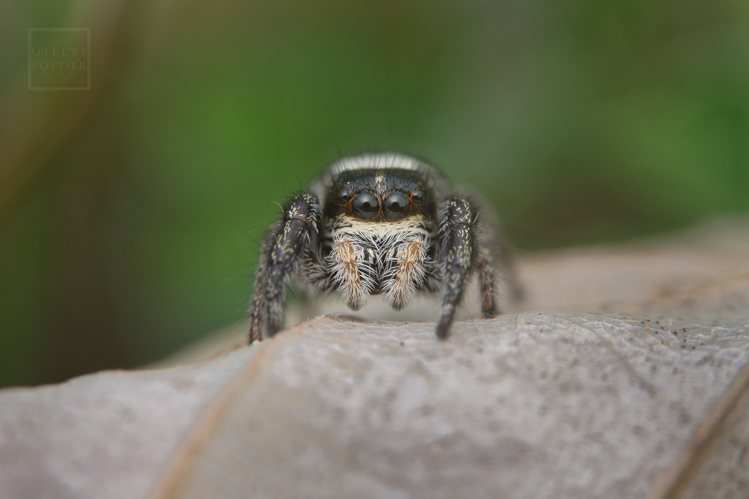 Pellenes nigrociliatus (Esparros, Htes-Pyrénées, 01/06/2022) &copy; Gilles Pottier