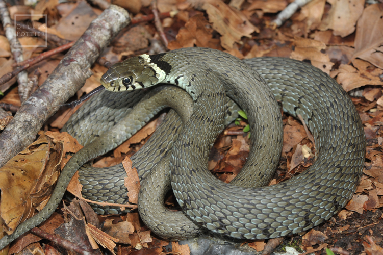 Natrix helvetica, Bagnères-de-Luchon (Haute-Garonne). &copy; Gilles Pottier