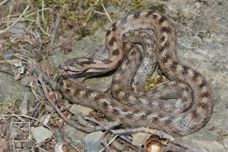 Coronella girondica, mâle (Aspin-Aure, Hautes-Pyrénées) &copy; Gilles Pottier