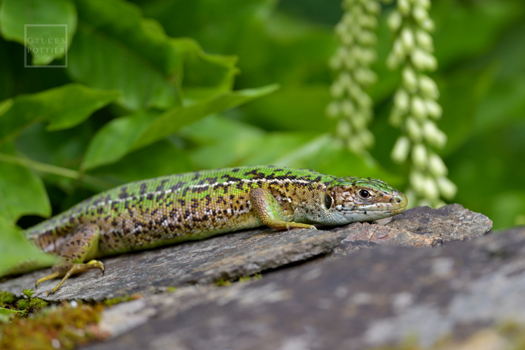 Lacerta bilineata, femelle lignée verte et brune (Le Fel, Aveyron) &copy; Gilles Pottier