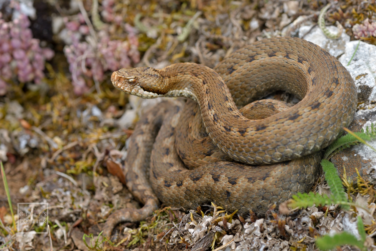 Vipera aspis zinnikeri, femelle (Beyrède-Jumet, Hautes-Pyrénées) &copy; Gilles Pottier