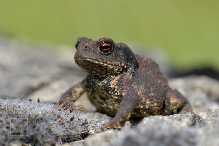 Bufo spinosus, jeune individu, causse de Limogne (Calvignac, Lot) &copy; Gilles Pottier