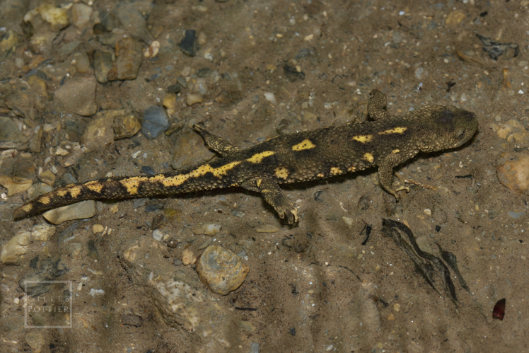Calotriton asper, adulte de l'ex- sous-espèce "castelmouliensis" (= "du bois de Castelmouly", massif du Monné), aujourd'hui invalidée (Bagnères-de-Bigorre, Hautes-Pyrénées) &copy; Gilles Pottier