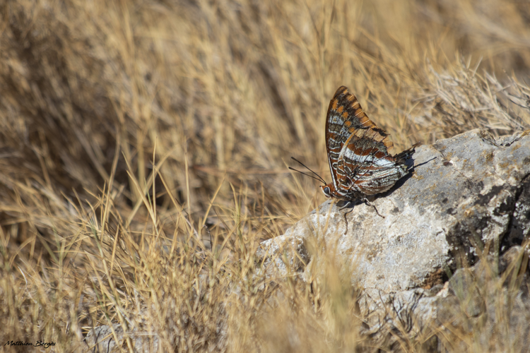 Charaxes jasius, Castelnou 66, Aout 2022 &copy; Matthieu Bergès