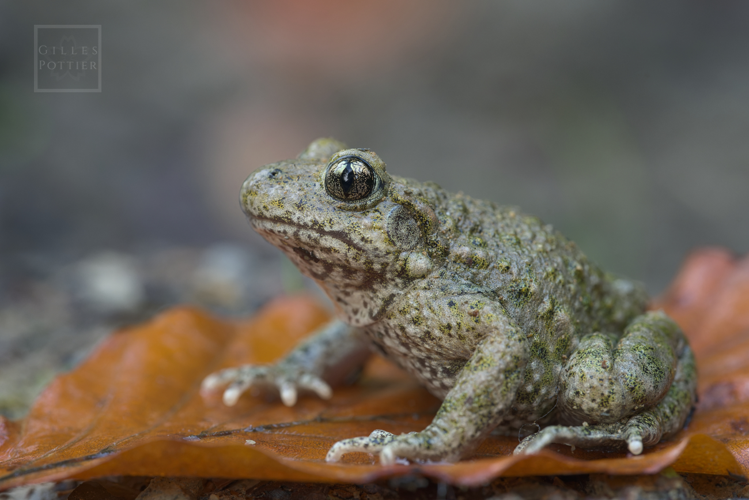 Alytes obstetricans, femelle (Bagnères-de-Bigorre, Hautes-Pyrénées) &copy; Gilles Pottier