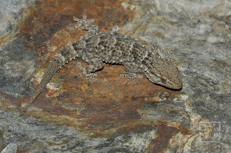 Tarentola mauritanica, adulte (à queue régénérée, le régénérat étant d'aspect uniforme) (Banyuls-sur-Mer, Pyrénées-Orientales) &copy; Gilles Pottier