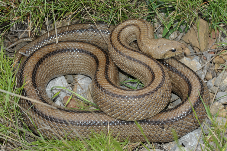 Zamenis scalaris, femelle adulte (Rivesaltes, Pyrénées-Orientales) &copy; Gilles Pottier