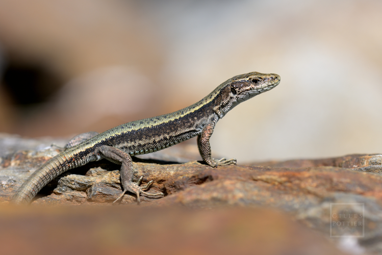 Iberolacerta bonnali, mâle aux aguets (Génos, Hautes-Pyrénées) &copy; Gilles Pottier