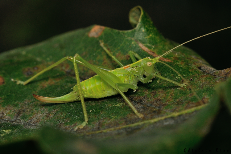 Meconema meridionale fem, 3 déc. 2022, Rebigue 31 &copy; Ghislain Riou