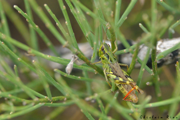 Gomphocerippus armoricanus, 22 août 2015, Rosis 34 &copy; Ghislain Riou