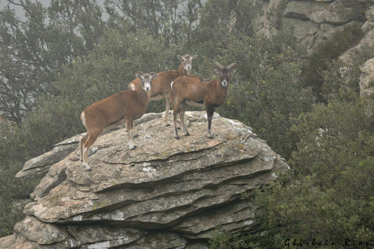 Mouflon, 24 oct. 2015, Rosis 34 &copy; Ghislain Riou