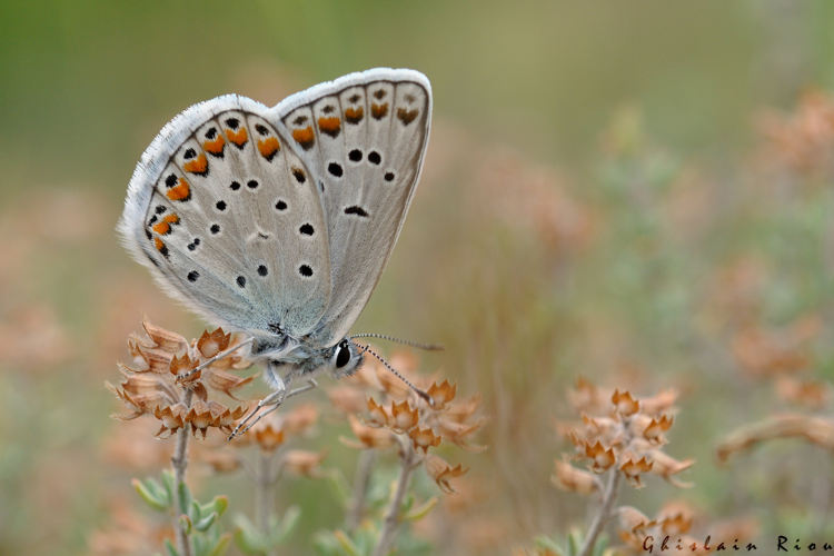 Polyommatus escheri mâle, Olonzac 34, 11 juin 2015 &copy; Ghislain Riou