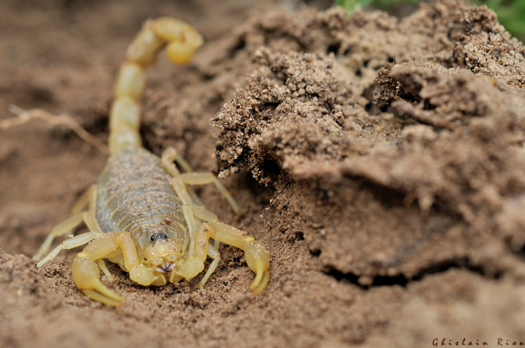Buthus occitanus, 15 mai 2018, gard 30 &copy; Ghislain Riou
