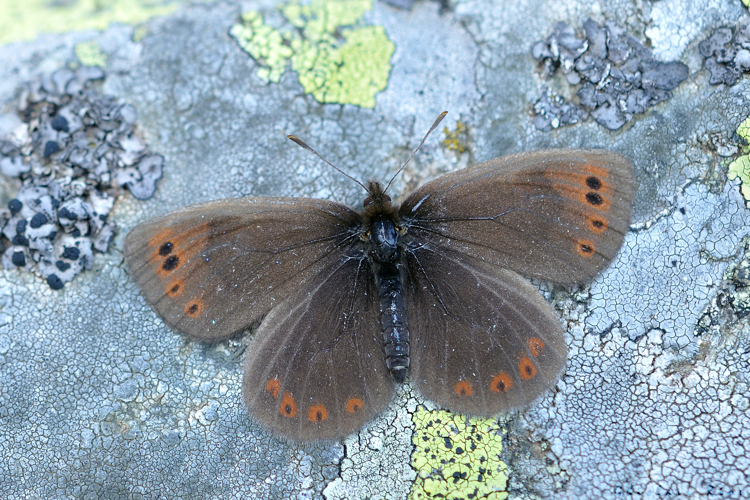 Erebia sthenyo, 13 juillet 2018,  Bagnères-de-Luchon 31 &copy; Ghislain Riou