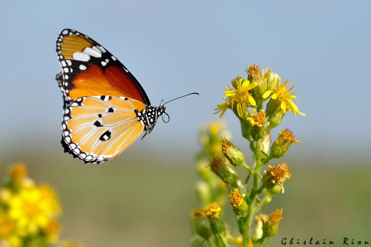 Danaus chrysippus, 28 sept. 2014, Aigues-Mortes 30 &copy; Ghislain Riou