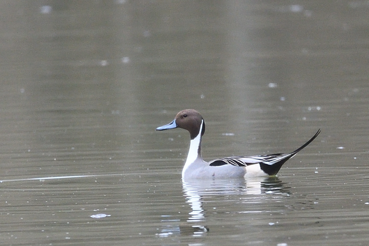 Canard pilet mâle, 5 fév. 2023, Portet-sur-Garonne 31 &copy; Jean-Marc L'Hermite