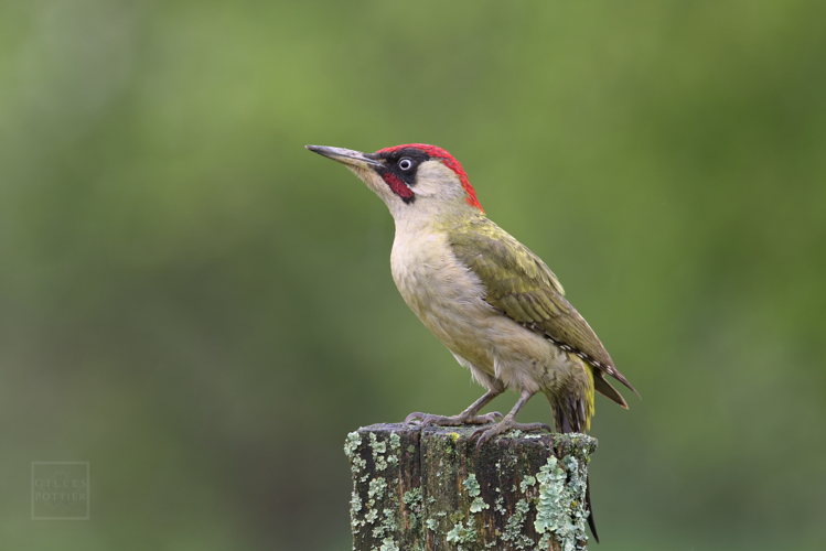Picus viridis, Montgaillard (Hautes-Pyrénées) &copy; Gilles Pottier