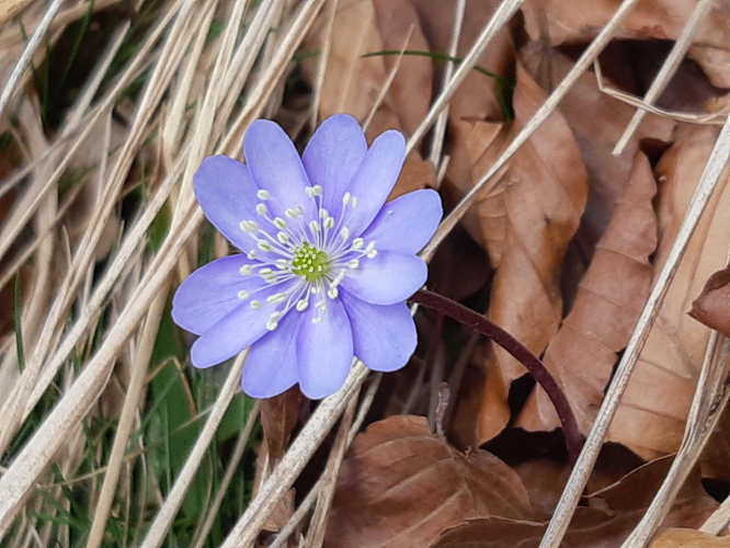 Anemone hepatica, Melles 31, 12 mars 2023 &copy; Ghislain Riou