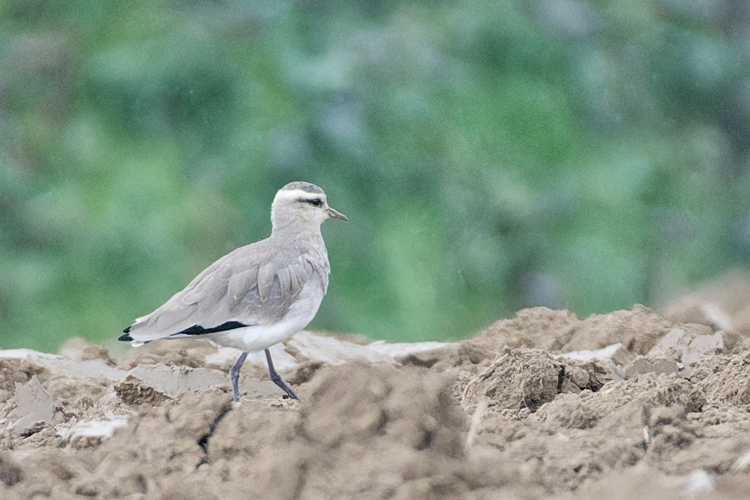 Vanneau sociable, Sénac 65, 22 février 2023 &copy; Guilhem Thorel