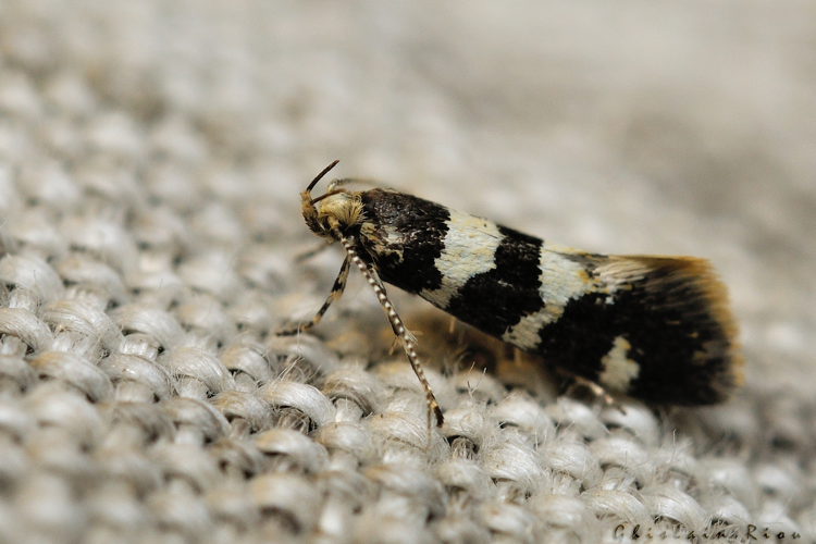 Denisia luctuosella &copy; Ghislain Riou, Rebigue 31, 27 avril 2022