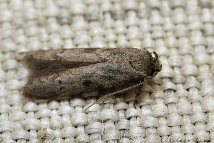 Blastobasis phycidella, Rebigue 31, 27 avril 2022 &copy; Ghislain Riou