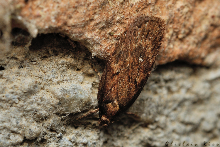 Depressaria albipunctella, Rebigue 31, 19 janvier 2022 &copy; Ghislain Riou