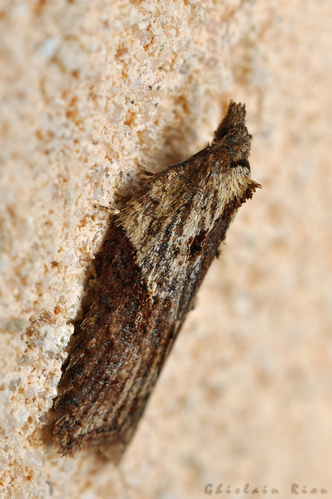 Acleris hastiana, Rebigue 31, 19 janvier 2022 &copy; Ghislain Riou