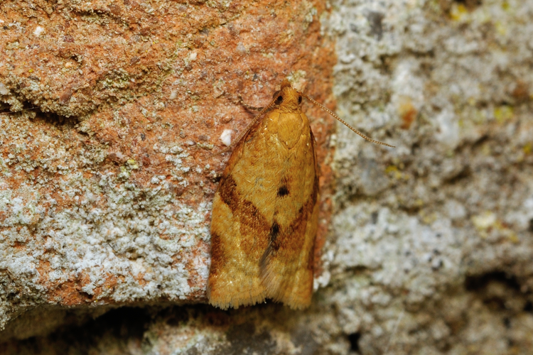 Clepsis consimilana, Rebigue 31, 14 juin 2021 &copy; Ghislain Riou