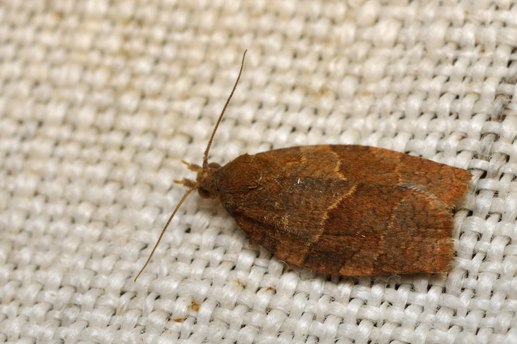 Pandemis heparana, Rebigue 31, 14 juin 2021 &copy; Ghislain Riou