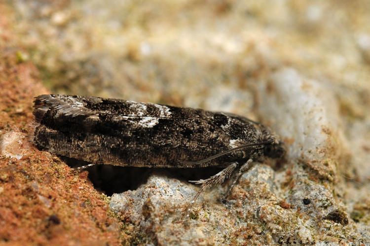 Pammene giganteana, Rebigue 31, 28 mars 2022 &copy; Ghislain Riou