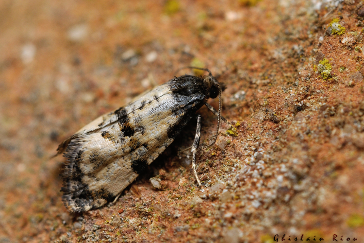 Cochylis atricapitana, Rebigue 31, 9 mai 2022 &copy; Ghislain Riou