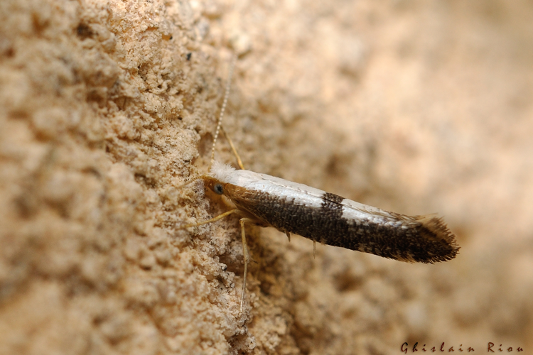 Argyresthia pruniella, Rebigue 31, 9 mai 2022 &copy; Ghislain Riou