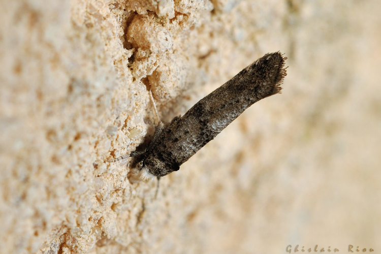 Paraswammerdamia albicapitella, Rebigue 31, 6 septembre 2021 &copy; Ghislain Riou