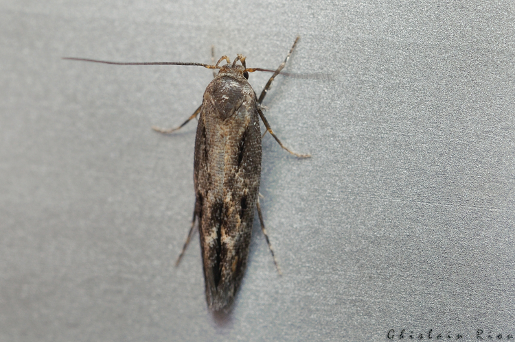 Mompha jurassicella , Rebigue 31, 3 décembre 2021 &copy; Ghislain Riou