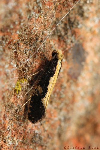 Monopis obviella, Rebigue 31, 6 septembre 2021 &copy; Ghislain Riou