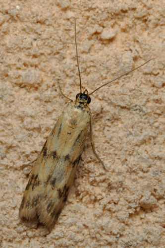 Homoeosoma sinuella, Rebigue 31, 13 juin 2021 &copy; Ghislain Riou