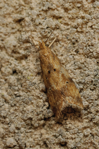 Brachmia blandella, Rebigue 31, 14 juin 2021 &copy; Ghislain Riou