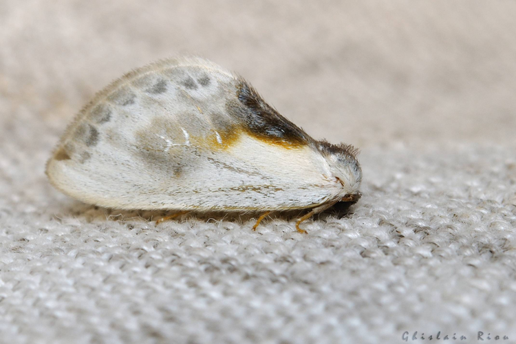 Cilix glaucata probable, Rebigue 31, 30 mars 2023 &copy; Ghislain Riou