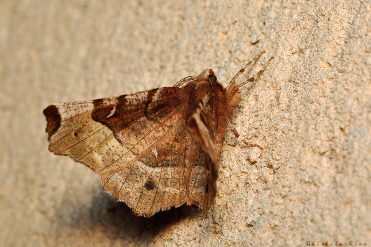Selenia tetralunaria, Rebigue 31, 30 mars 2023 &copy; Ghislain Riou