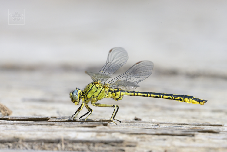 Gomphus pulchellus ♂ (Lourdes, Hautes-Pyrénées) &copy; Gilles Pottier