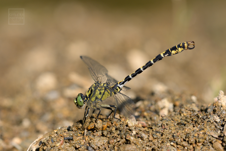 Onychogomphus forcipatus ♂ (Montgaillard, Hautes-Pyrénées) &copy; Gilles Pottier